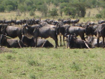 Lots of wildebeests.jpg