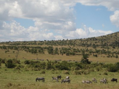 Terrain with animals.jpg