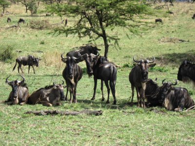 Wildebeests watching us.jpg