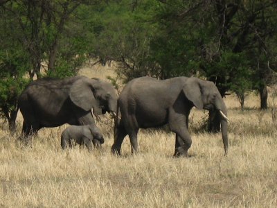 Elephant family.jpg