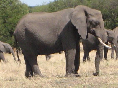 Older elephant  (see tusk).jpg