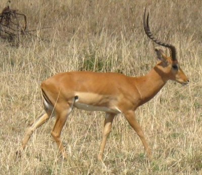 Beautiful gazelle.jpg