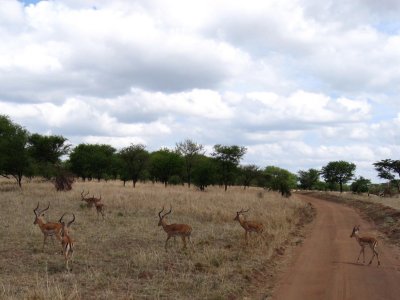 Gazelle frolic by a dirt road.jpg