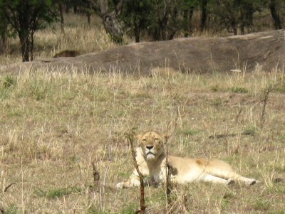 Lion lolls in sun, behind rock.jpg