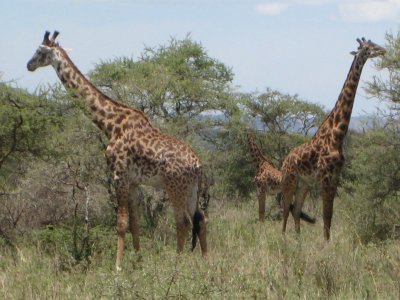Three giraffes.jpg