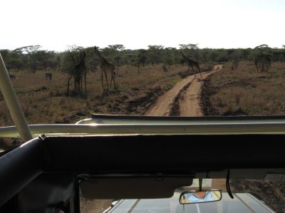 A giraffe crosses the road.jpg