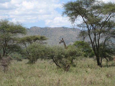 Giraffe hides.jpg
