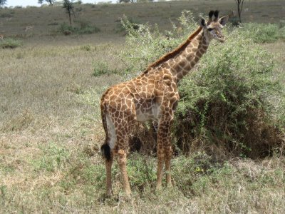 Very young giraffe.jpg