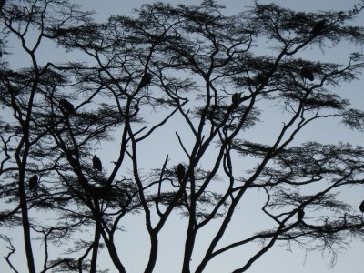 Birds.jpg