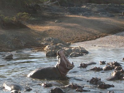 Classic hippo pose.jpg