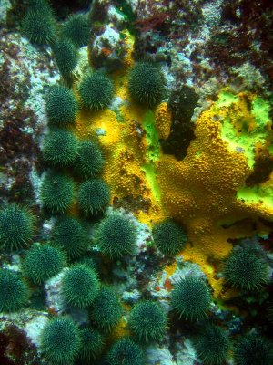 sea urchins and sponge