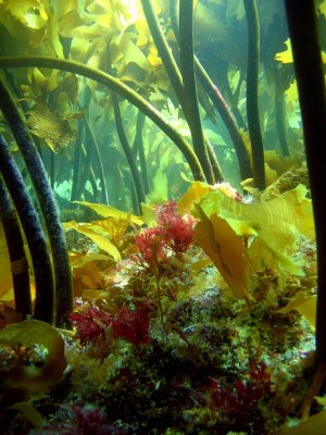 kelp forest