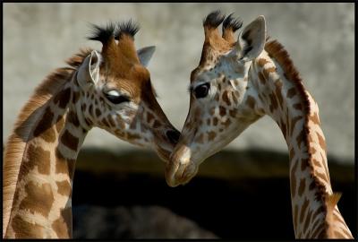 girafe-love-story