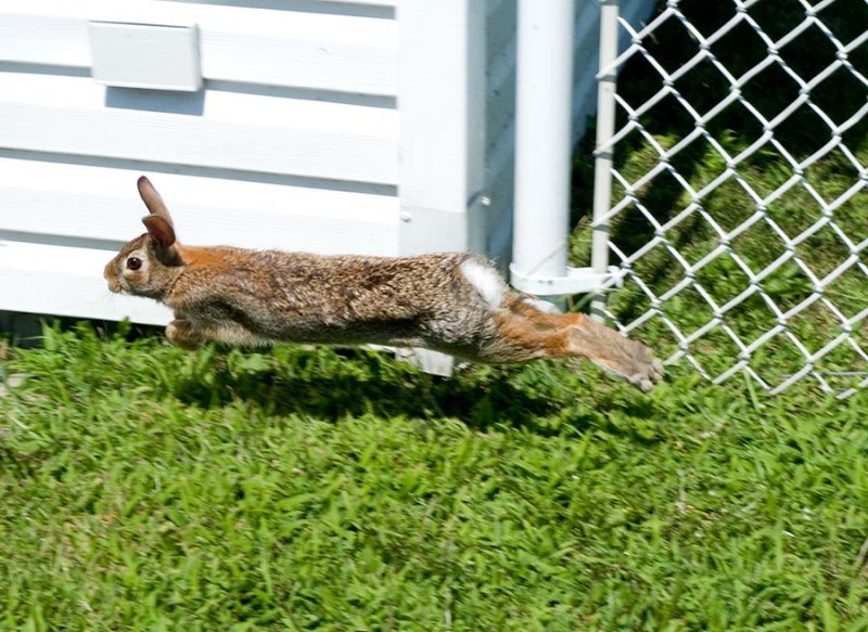 Flying hare ;-)