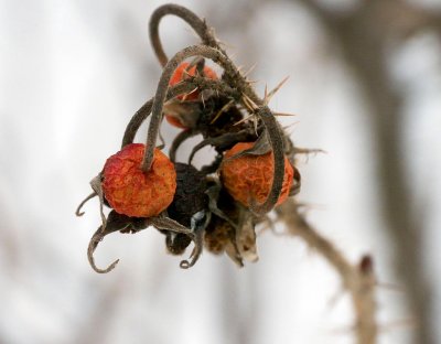 Little fruit frozen by winter