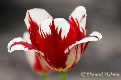 Tulips / Tulipes