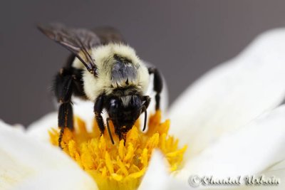 20110529_174 Bumble bee.jpg