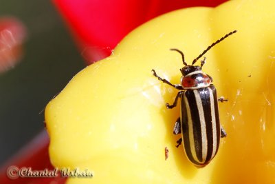20110615_1665 Coleoptera.jpg