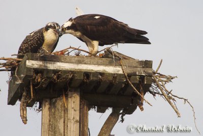  Balbuzard pecheur/Osprey