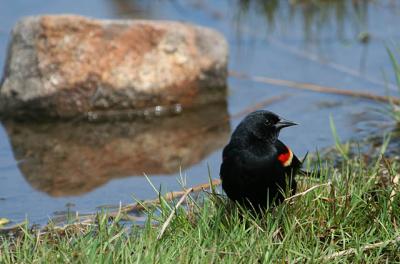  Carouge a paulettes /  Red-winged Blackbird