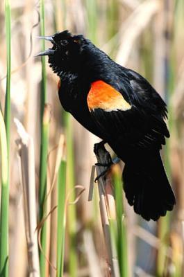 Carouge a paulettes /  Red-winged Blackbird