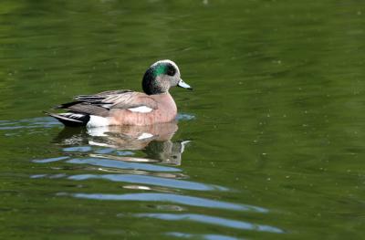  Canard d'amrique / American Wigeon