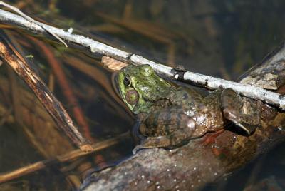  grenouille verte / green frog