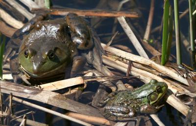  Ouaouaron et Grenouille verte / American Bullfrog and Green frog