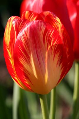 20060508_2644 tulipes.jpg