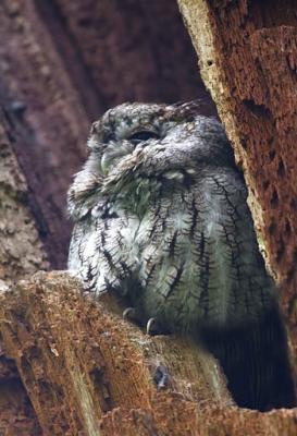   Petit Duc macul / Eastern Screech-owl