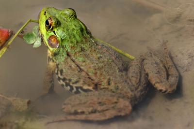    Grenouille verte / Green frog