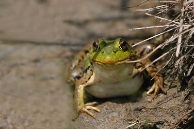   Grenouille verte / Green frog