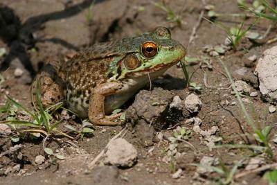  Grenouille verte / Green frog