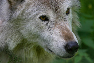  Loup des bois / Timber wolf
