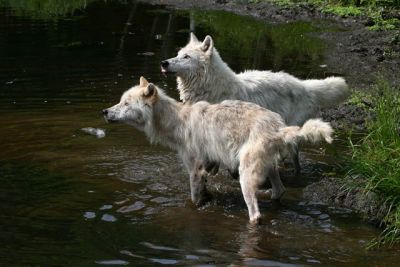  Loup artique / Artic Wolf