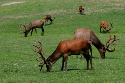 20060623_3602 Wapiti.jpg