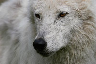20060623_3764 Loup artique.jpg