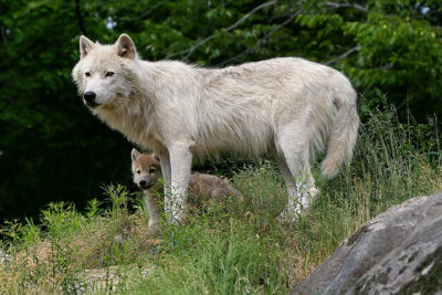 20060623_3785 Bébé Loup artique mere.jpg