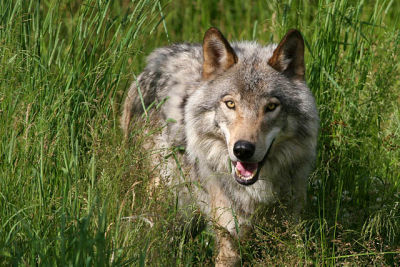 20060623_3888 Loup des bois.jpg