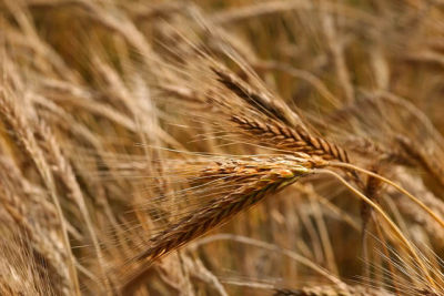 20060708_4342 Wheat.jpg