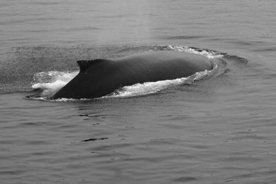 20060722_4826 Whale Tadoussac.jpg