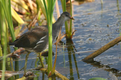   Gallinule Poule d'eau immature /  Imature Common Moorhen