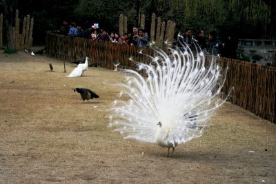peacock dancing