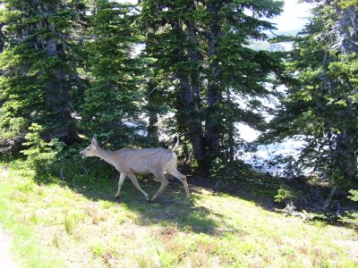 Hike_07 23 11_0048.JPG