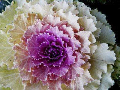 Cabbage Flower