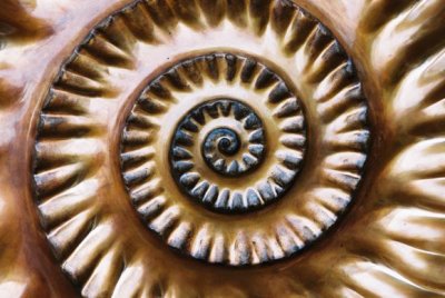 Ammonite fossil