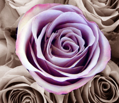 Purple Rose