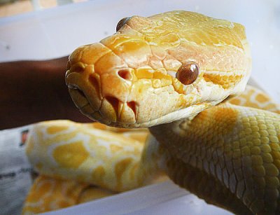 Hypnotized Yellow Snake