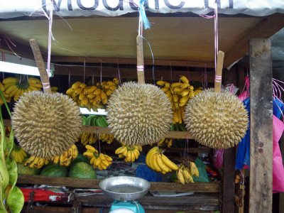 Hanging Durian Fruits!