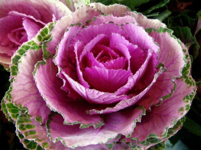 Ornamental Pink Cabbage